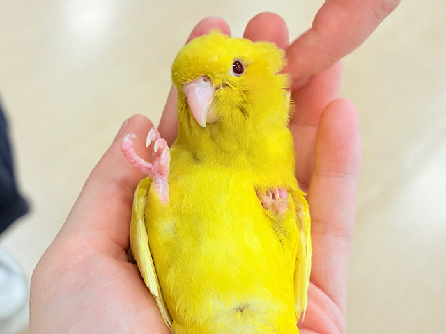 【最新画像更新🪄ひとり餌になりました☆】特徴的な歌声です~♩♩サザナミインコ(ルチノー) ヒナ 【最新画像更新🪄ひとり餌になりました☆】特徴的な歌声です~♩♩サザナミインコ(ルチノー) ヒナ