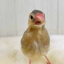 どんな姿に生まれ変わるの？🥰激レアなパステル文鳥〜❤️