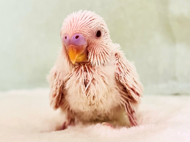 透明感あるれる✨うぶうぶ♡真っ白なセキセイインコのアルビノです❤️ 透明感あるれる✨うぶうぶ♡真っ白なセキセイインコのアルビノです❤️