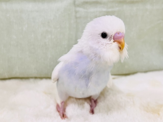 画像更新☆淡いブルーを抱えてるの🩵特別な1羽🎶セキセイインコのホワイトダブルファクターだよ🤍 画像更新☆淡いブルーを抱えてるの🩵特別な1羽🎶セキセイインコのホワイトダブルファクターだよ🤍