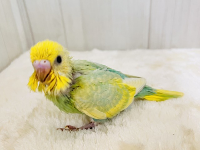 画像更新☆春らしい新芽カラー🌱セキセイインコの珍しいグリーンレインボー✨ 画像更新☆春らしい新芽カラー🌱セキセイインコの珍しいグリーンレインボー✨