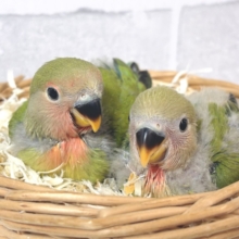 コザクラインコ  ノーマル  2羽  🌿🐥🐥🌱‬‪