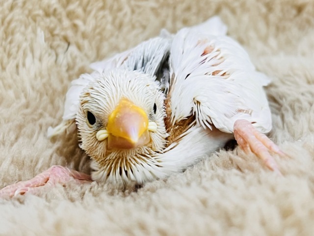 むむっ!グレーマークの白文鳥の雛入舎しました♡ むむっ!グレーマークの白文鳥の雛入舎しました♡