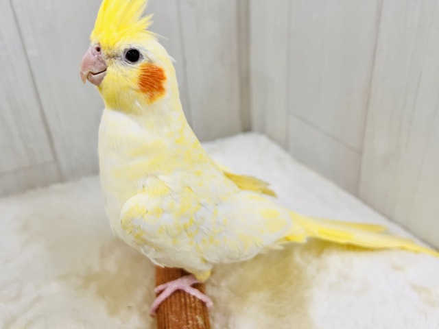 霜降りオカメ💛珍しいルチノーパールだよ💖