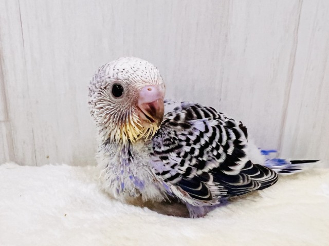 奥深き1羽💜セキセイインコのバイオレットオパーリン 🌟 奥深き1羽💜セキセイインコのバイオレットオパーリン 🌟