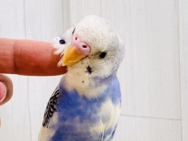 ほえほえ🩷べたなれの才能開花🌼セキセイインコのブルーパイド🩵 ほえほえ🩷べたなれの才能開花🌼セキセイインコのブルーパイド🩵