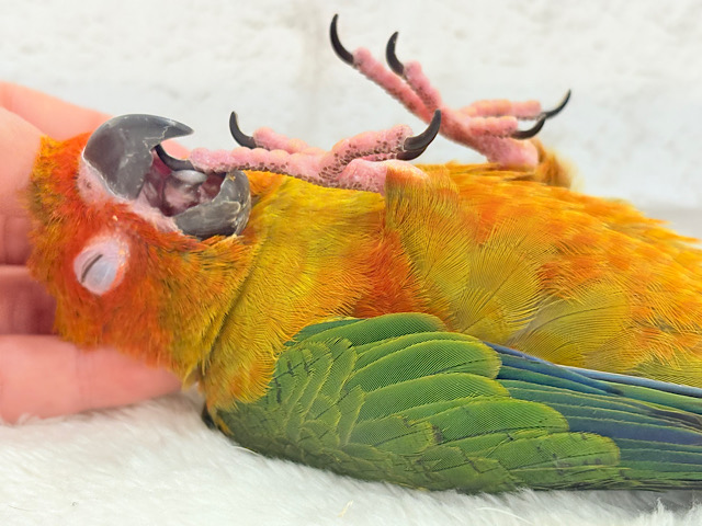【最新画像更新🪄】甘々確定🐣💖コガネメキシコインコ ヒナ 【最新画像更新🪄】甘々確定🐣💖コガネメキシコインコ ヒナ