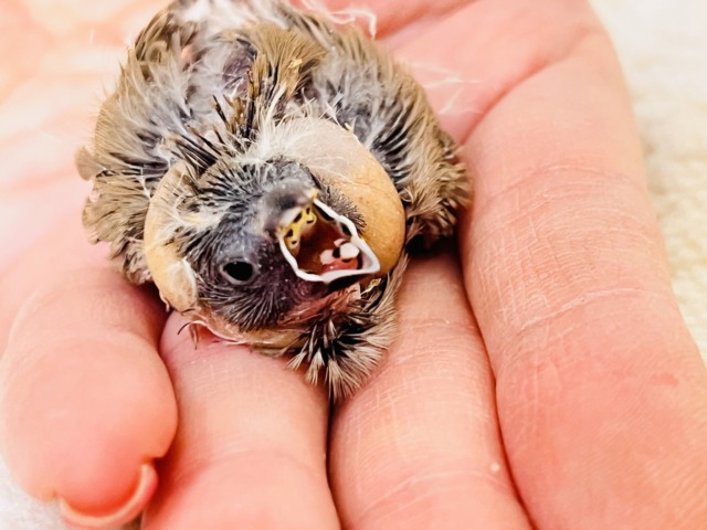 ててててい‼︎小さなパヤパヤ星人✨キンカ鳥の雛だテイ! ててててい‼︎小さなパヤパヤ星人✨キンカ鳥の雛だテイ!
