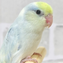 マメルリハ  ターコイズダイリュートミディアムパイドライラック  男の子  🍵🍃･.｡*･.｡*