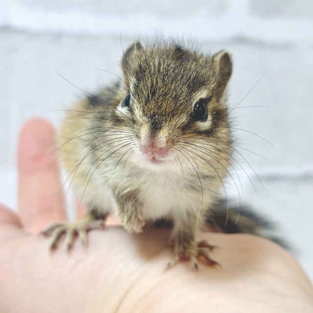 シマリス（ノーマル）