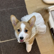 構ってくんないと拗ねちゃうぞ💗コーギーの女のコきました🌟