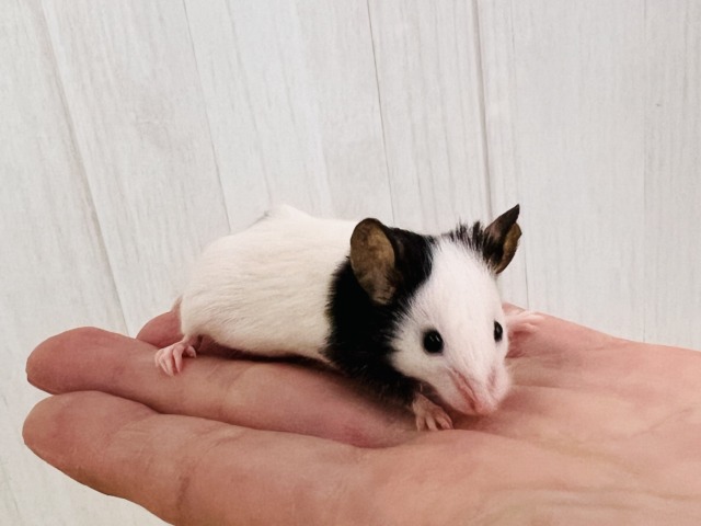 あっさり顔のおちびネズミちゃん🐭パンダマウスの女の子❣️ あっさり顔のおちびネズミちゃん🐭パンダマウスの女の子❣️