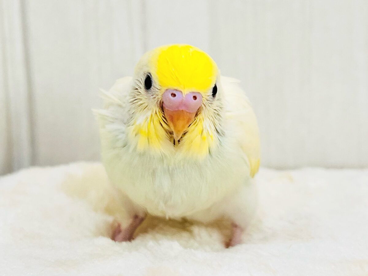 カスタードクリームが溢れちゃう💛セキセイインコのクリームレインボー✨ カスタードクリームが溢れちゃう💛セキセイインコのクリームレインボー✨