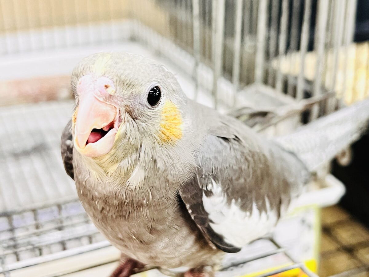 画像更新☆ジャ〜ジャ〜♪赤ちゃん鳴き炸裂🐥⸒⸒オカメインコ(ノーマル)❤️