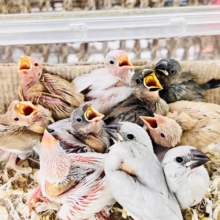 小さな妖精たち🧚✨文鳥フェア✨