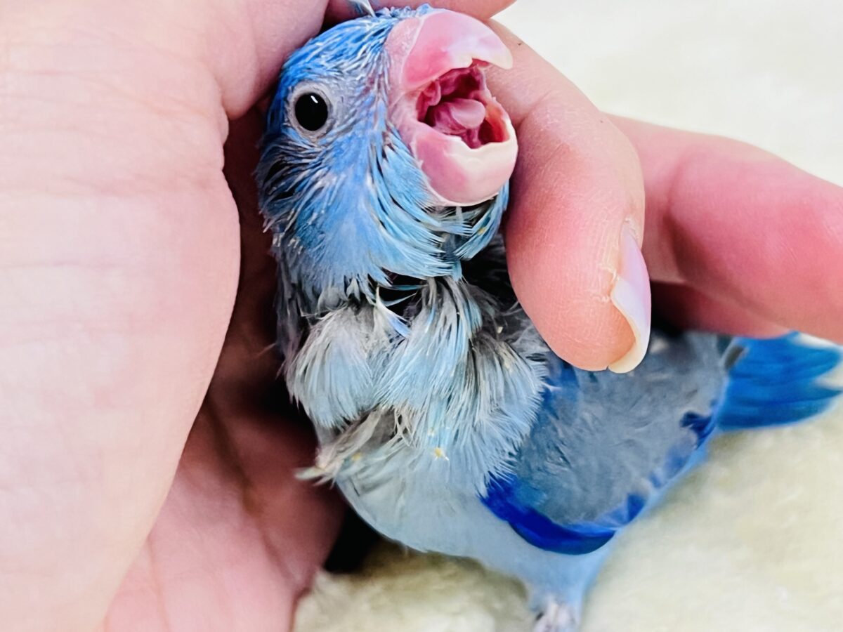 画像更新☆ちっこい!ミニミニ🎶Blue bird💙マメルリハブルーの男の子 画像更新☆ちっこい!ミニミニ🎶Blue bird💙マメルリハブルーの男の子
