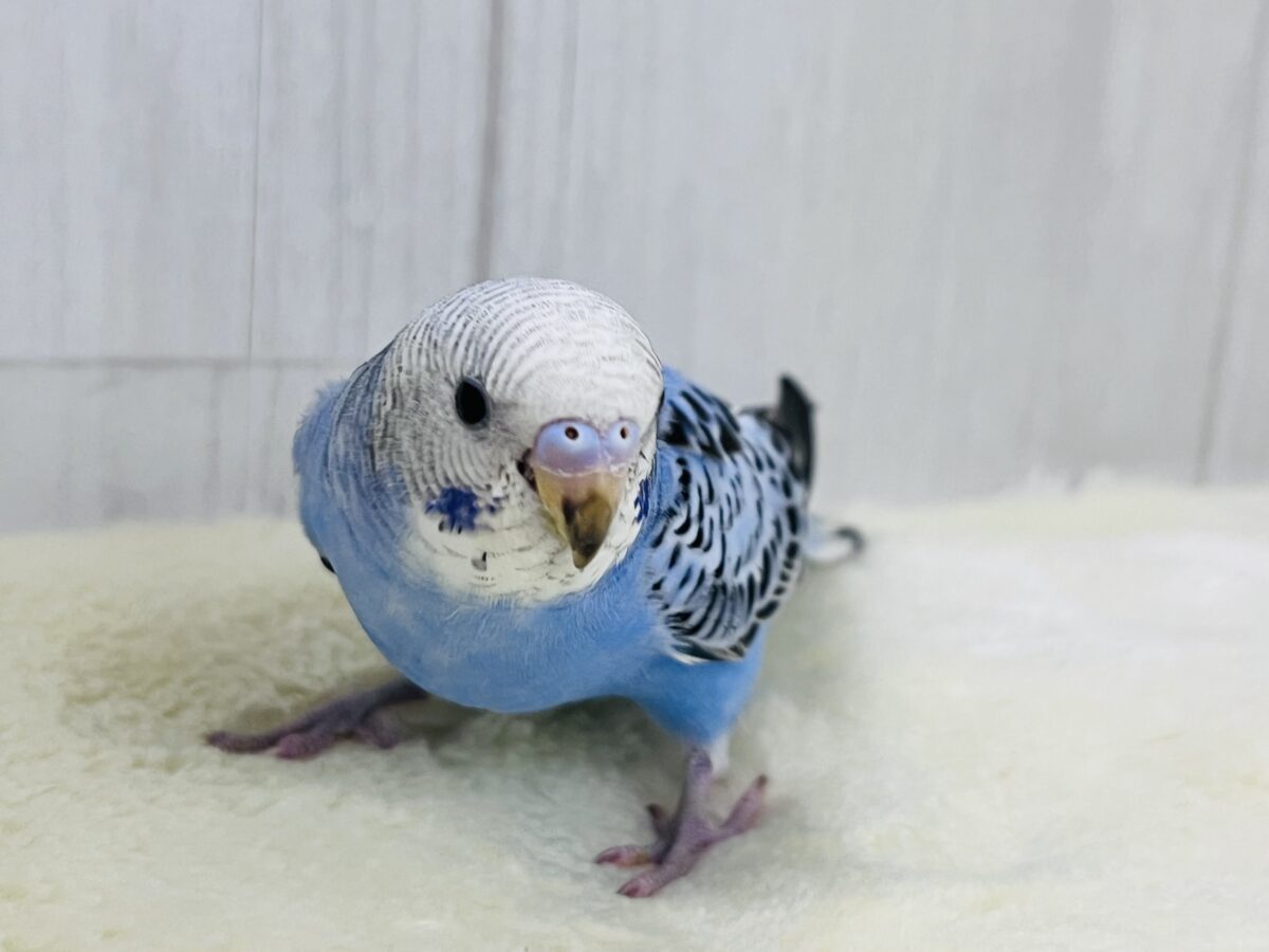 画像更新☆大人っぽさも兼ね備えたシックカラー✨セキセイインコのヒナ(ブルーオパーリン)入荷しました❤️