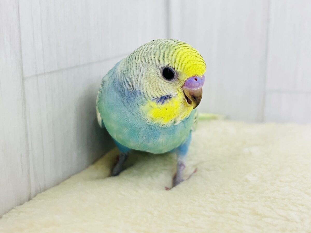 画像更新☆甘々度アップ♡くっきり濃いの❤️セキセイインコのレインボーの雛入舎です✨ 画像更新☆甘々度アップ♡くっきり濃いの❤️セキセイインコのレインボーの雛入舎です✨