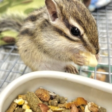 春の訪れとともにシマリスちゃん入舎です〜🐿🌸🍡🍃