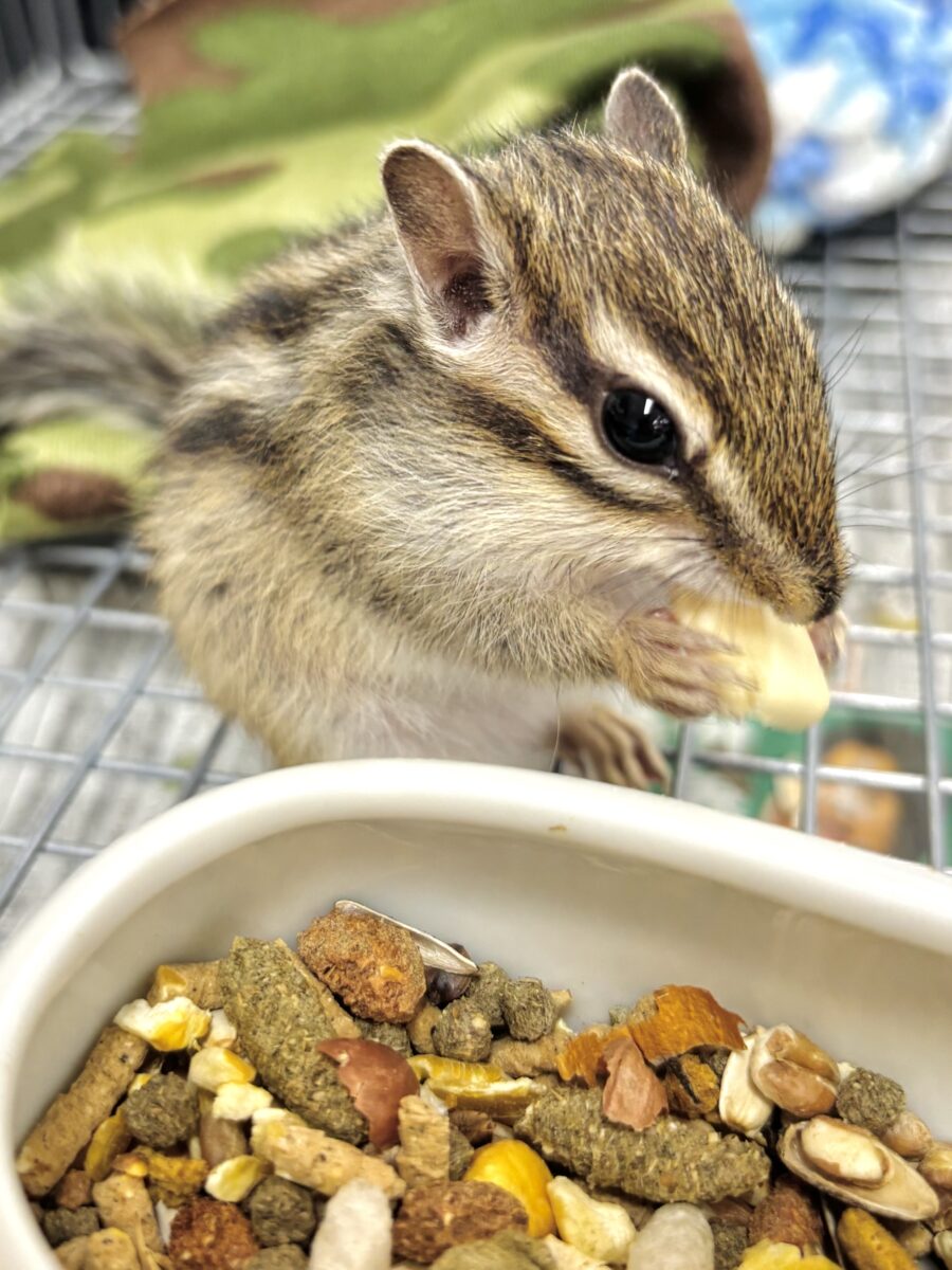 春の訪れとともにシマリスちゃん入舎です〜🐿🌸🍡🍃
