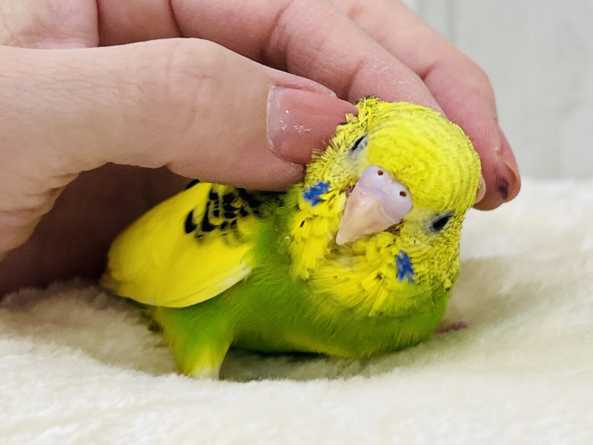 画像更新☆キャピキャピ💓‪おちびさん✨セキセイインコのヒナ(グリーンパイド)入荷しました❤️
