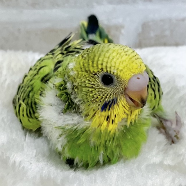 春です🌸わかばちゃん☘️💛 セキセイインコ(オパーリン) 春です🌸わかばちゃん☘️💛 セキセイインコ(オパーリン)