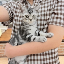 最新画像📸アメリカンショートヘアー（シルバータビー）男の子♫好奇心旺盛な甘々ボーイ！