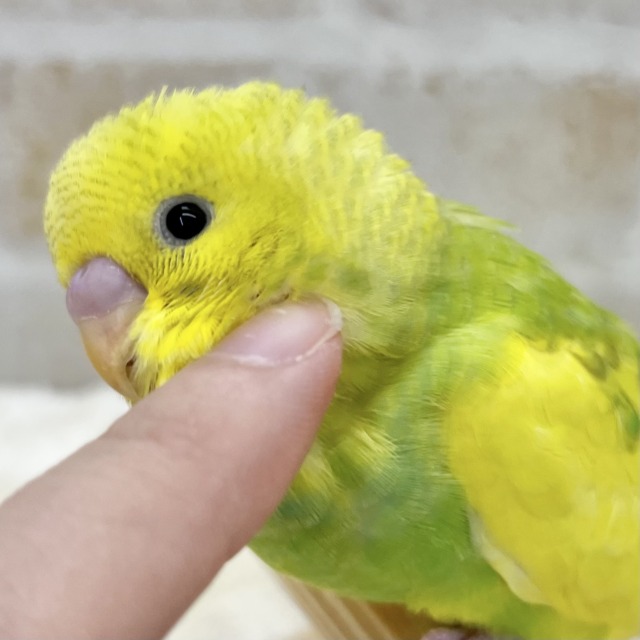 【🆙最新画像あり‼️】甘えん坊に育ちました💓💓 セキセイインコ(パイド) 【🆙最新画像あり‼️】甘えん坊に育ちました💓💓 セキセイインコ(パイド)