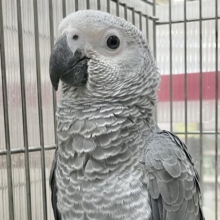 動画あり🎥おしゃべり練習中🦜🎶賢いヨウムちゃん💕