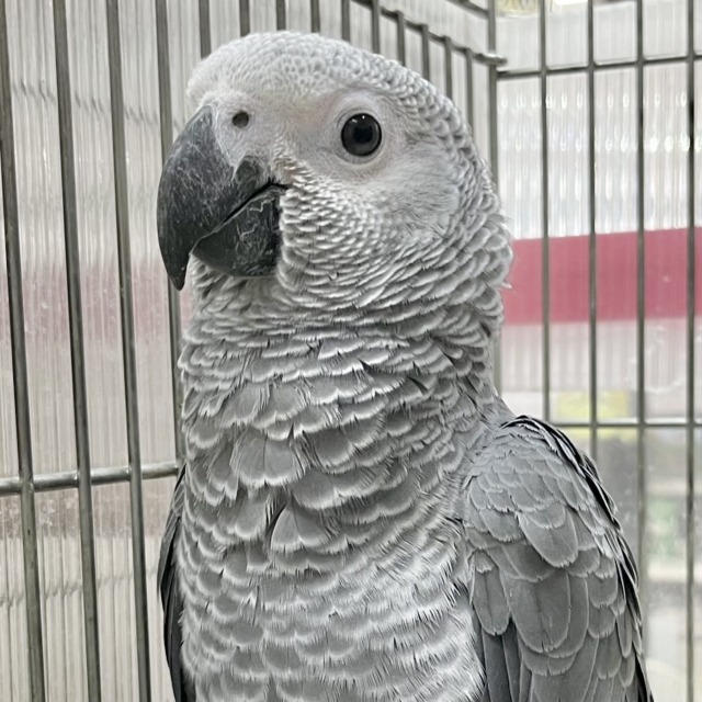 動画あり🎥おしゃべり練習中🦜🎶賢いヨウムちゃん💕