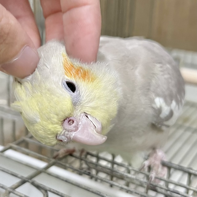 カキカキのトリコ…🫶💕 オカメインコ(シナモン) カキカキのトリコ…🫶💕 オカメインコ(シナモン)