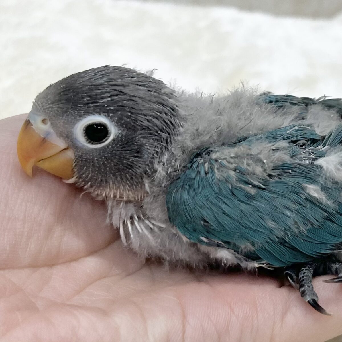 深みブルーがキレイ〜🥰💙 ブルーボタンインコ 深みブルーがキレイ〜🥰💙 ブルーボタンインコ