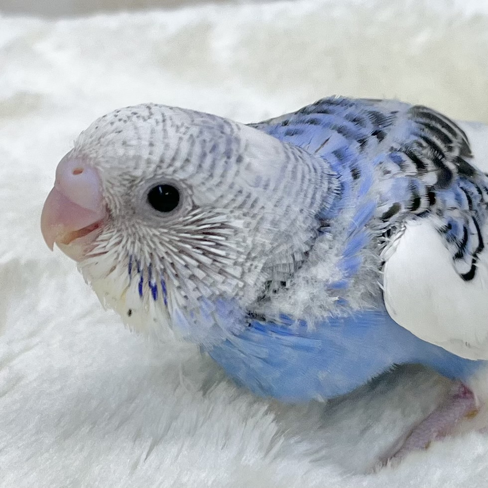 メリハリカラーが魅力的💙🤍🖤 セキセイインコ(パイド) メリハリカラーが魅力的💙🤍🖤 セキセイインコ(パイド)