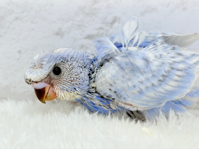 オイラの頭すごいだろ〜〜🐣🌀梵天セキセイインコ(スパングル) ヒナ オイラの頭すごいだろ〜〜🐣🌀梵天セキセイインコ(スパングル) ヒナ