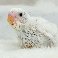 真っ白ホワイトソーダ🐣🫧セキセイインコ ヒナ