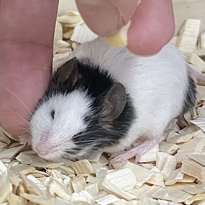 【🆙最新画像あり‼️】パンダマウス 男の子 ころころボディがたまらない! 【🆙最新画像あり‼️】パンダマウス 男の子 ころころボディがたまらない!