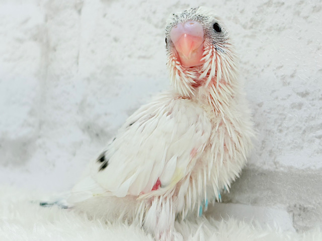 背中のポッチを数えてみよう🐣💫セキセイインコ(白ハルクイン) ヒナ 背中のポッチを数えてみよう🐣💫セキセイインコ(白ハルクイン) ヒナ