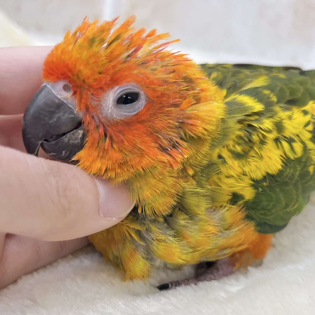 【🆙最新画像あり‼️】陽気なカラフルバード🦜🧡💛 コガネメキシコインコ 【🆙最新画像あり‼️】陽気なカラフルバード🦜🧡💛 コガネメキシコインコ