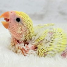 癒し効果バツグンの色合いとお顔〜🐣🌼コザクラインコ(シナモン) ヒナ