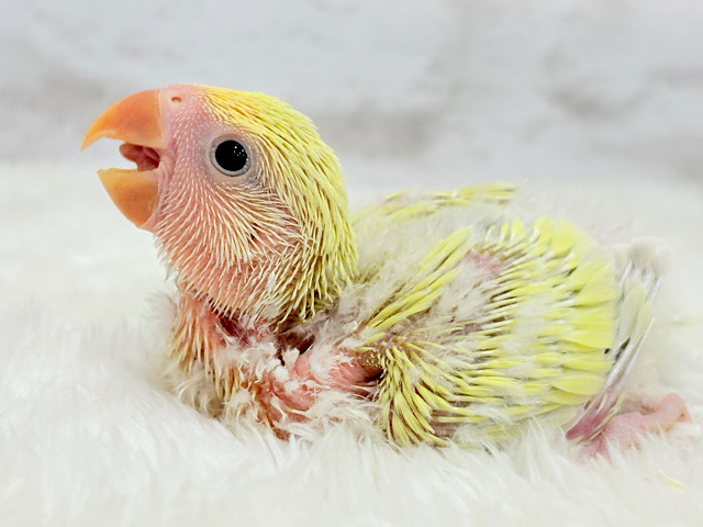 癒し効果バツグンの色合いとお顔〜🐣🌼コザクラインコ(シナモン) ヒナ 癒し効果バツグンの色合いとお顔〜🐣🌼コザクラインコ(シナモン) ヒナ