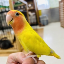 【☆最新画像更新☆】優しい黄色のコザクラインコ💚💛（ゴールデン系）