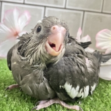 謎々明かせ！シャドウの素顔🫶🖤オカメインコ(WF/2026年3月生まれ)