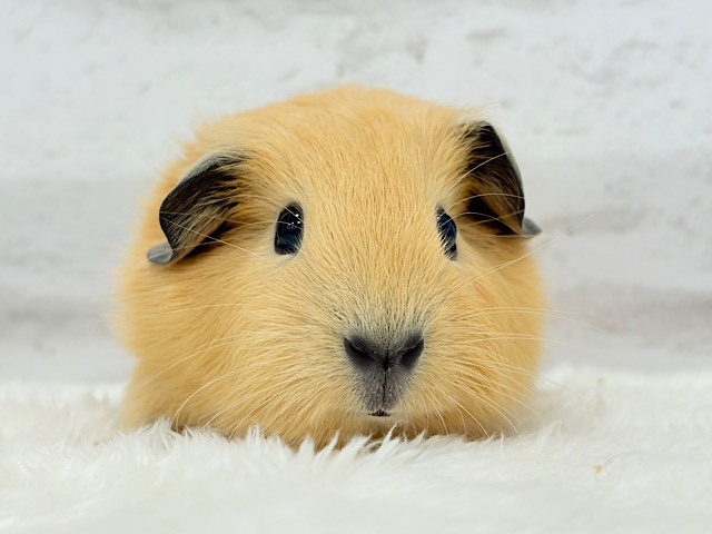 少しずつ焦げちゃうよ🐹🧡ロシアンスモークモルモット(男の子) 少しずつ焦げちゃうよ🐹🧡ロシアンスモークモルモット(男の子)