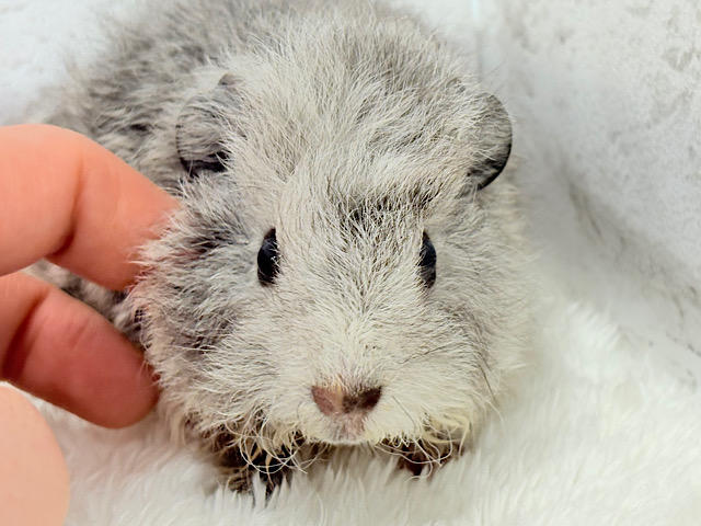 可愛いが過ぎる毛玉ちゃん🐹💖テディモルモット(女の子) 可愛いが過ぎる毛玉ちゃん🐹💖テディモルモット(女の子)