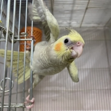 ✨️最新画像✨ほんわかマイルドカラー☕　オカメインコ