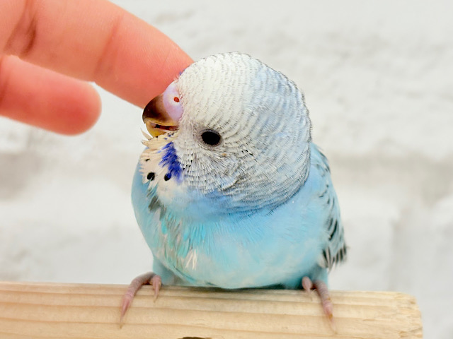 【動画更新🪄カキカキ好きになりました♡】食欲旺盛☆空色スカイブルー🐣🩵セキセイインコ(オパーリン) ヒナ 【動画更新🪄カキカキ好きになりました♡】食欲旺盛☆空色スカイブルー🐣🩵セキセイインコ(オパーリン) ヒナ