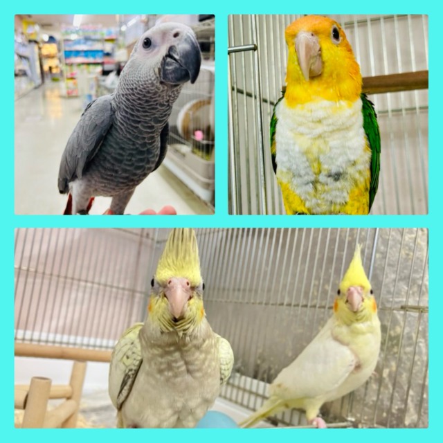 出会いが待ってる✨中・大型対象❕🌸GWフェア開催です🌸