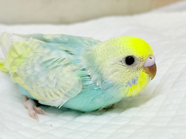 マイペースに大きくなろうねっ🐣🌸セキセイインコ(パステルカラーレインボースパングル) ヒナ マイペースに大きくなろうねっ🐣🌸セキセイインコ(パステルカラーレインボースパングル) ヒナ