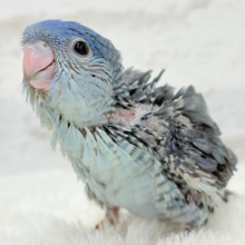 優しいお顔のピーポポちゃん🐣🪐サザナミインコ(コバルト) ヒナ