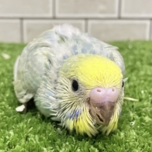 心に響く💕ライム&リリック🍋‍🟩~♬.*ﾟセキセイインコ(パステルレインボースパングル/2026年3月生まれ)
